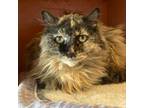 Adopt Agate a Domestic Long Hair