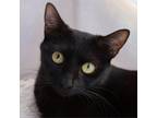 Adopt Edwina a Domestic Short Hair