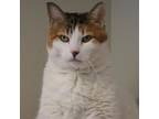 Adopt Shamy a Domestic Medium Hair