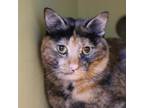 Adopt Lucinda Holliday a Domestic Medium Hair