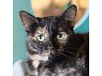 Adopt Roxy a Domestic Short Hair