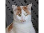 Adopt Flupawxetine a Domestic Short Hair