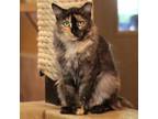 Adopt Frye a Domestic Medium Hair