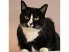 Adopt Nos a Domestic Short Hair