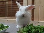 Adopt Bunne Aiko a Lionhead