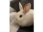 Adopt Alba a Bunny Rabbit