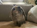 Adopt Ayla a Holland Lop