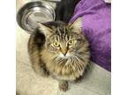 Adopt Cinnamon a Maine Coon, Domestic Short Hair