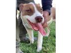 Adopt Dog a Pit Bull Terrier, Mixed Breed