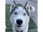 Adopt Maya a Husky