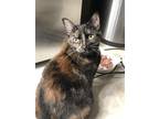 Adopt Keely a Domestic Short Hair