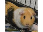 Adopt Pigasus a Guinea Pig