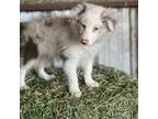 Border Collie Puppy for sale in Comfort, TX, USA