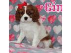 Cavalier King Charles Spaniel Puppy for sale in Columbiana, OH, USA