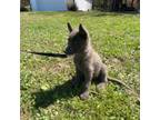 German Shepherd Dog Puppy for sale in Monticello, KY, USA