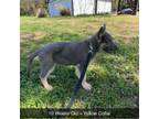German Shepherd Dog Puppy for sale in Monticello, KY, USA