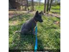 German Shepherd Dog Puppy for sale in Monticello, KY, USA