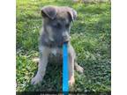 German Shepherd Dog Puppy for sale in Monticello, KY, USA