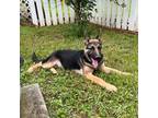 German Shepherd Dog Puppy for sale in Monticello, KY, USA