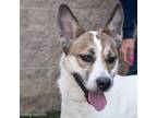 Adopt FROSTING a Australian Cattle Dog / Blue Heeler, Mixed Breed