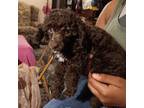 Poodle (Toy) Puppy for sale in Belleville, IL, USA