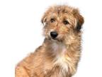 Adopt Gretchen a Border Terrier, Miniature Poodle
