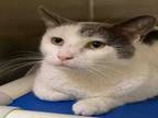 Adopt PATCHES a Domestic Short Hair