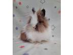 Adopt Pebbles a Lionhead