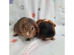 Adopt Godiva & Dove a Guinea Pig