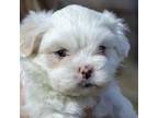 Shih-Poo Puppy for sale in South Bend, IN, USA