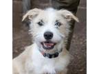 Adopt NALA a Terrier, Wirehaired Terrier