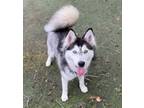 Adopt Kiwi a Siberian Husky