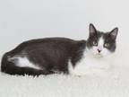 Adopt LOLA a Domestic Short Hair