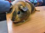 Adopt COCO a Guinea Pig