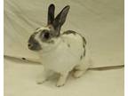 Adopt OPAL a Bunny Rabbit