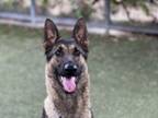 Adopt GINA a German Shepherd Dog