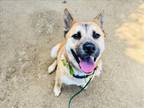 Adopt LOLLI a Jindo, Mixed Breed