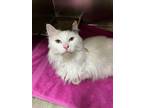 Adopt Bella Rose a Domestic Medium Hair, Calico