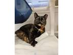 Adopt Tootsie a Tortoiseshell