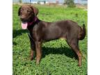 Adopt Kelly - fostered in Cranford NJ a Chocolate Labrador Retriever