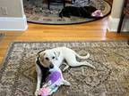 Adopt Luna - Fostered in Cranford NJ a Yellow Labrador Retriever