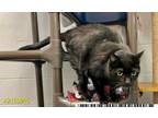 Adopt ASABACHE a Domestic Short Hair