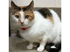 Adopt Peep a Domestic Short Hair