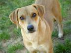 Adopt LADY DIANA a Labrador Retriever, Mixed Breed