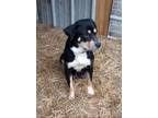 Adopt Gidget a Hound, Rottweiler