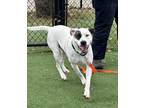 Adopt NECTARINE a Mixed Breed