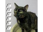 Adopt Shelly a Domestic Short Hair