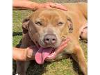 Adopt ETSY a Pit Bull Terrier, Mixed Breed