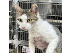 Adopt Callie a Domestic Short Hair