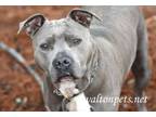 Adopt Lady #14281 a Pit Bull Terrier